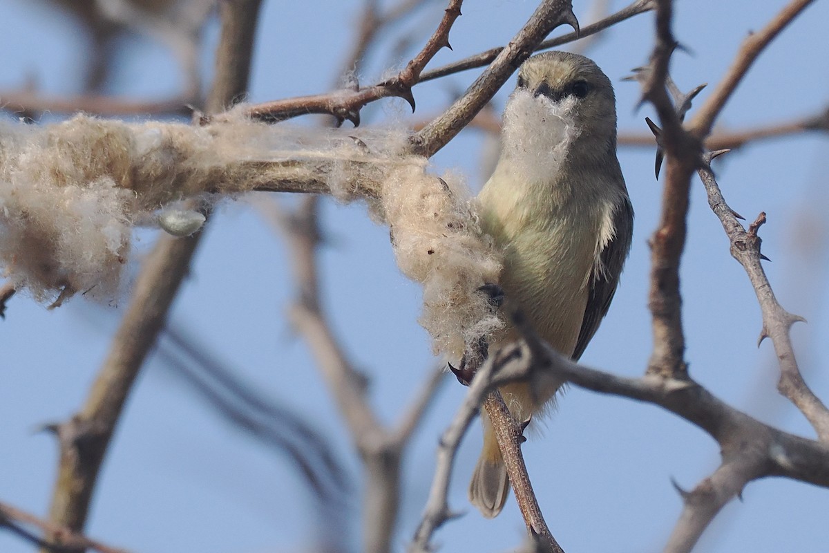 African Penduline-Tit - ML642182740