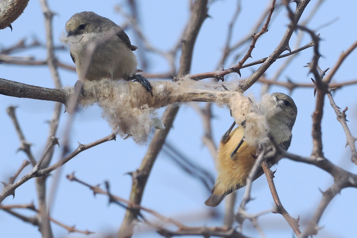 African Penduline-Tit - ML642182741