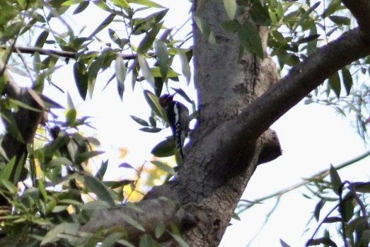 Red-breasted Sapsucker - ML642182743