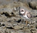 Common Ringed Plover - ML642182753