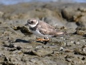 Common Ringed Plover - ML642182754
