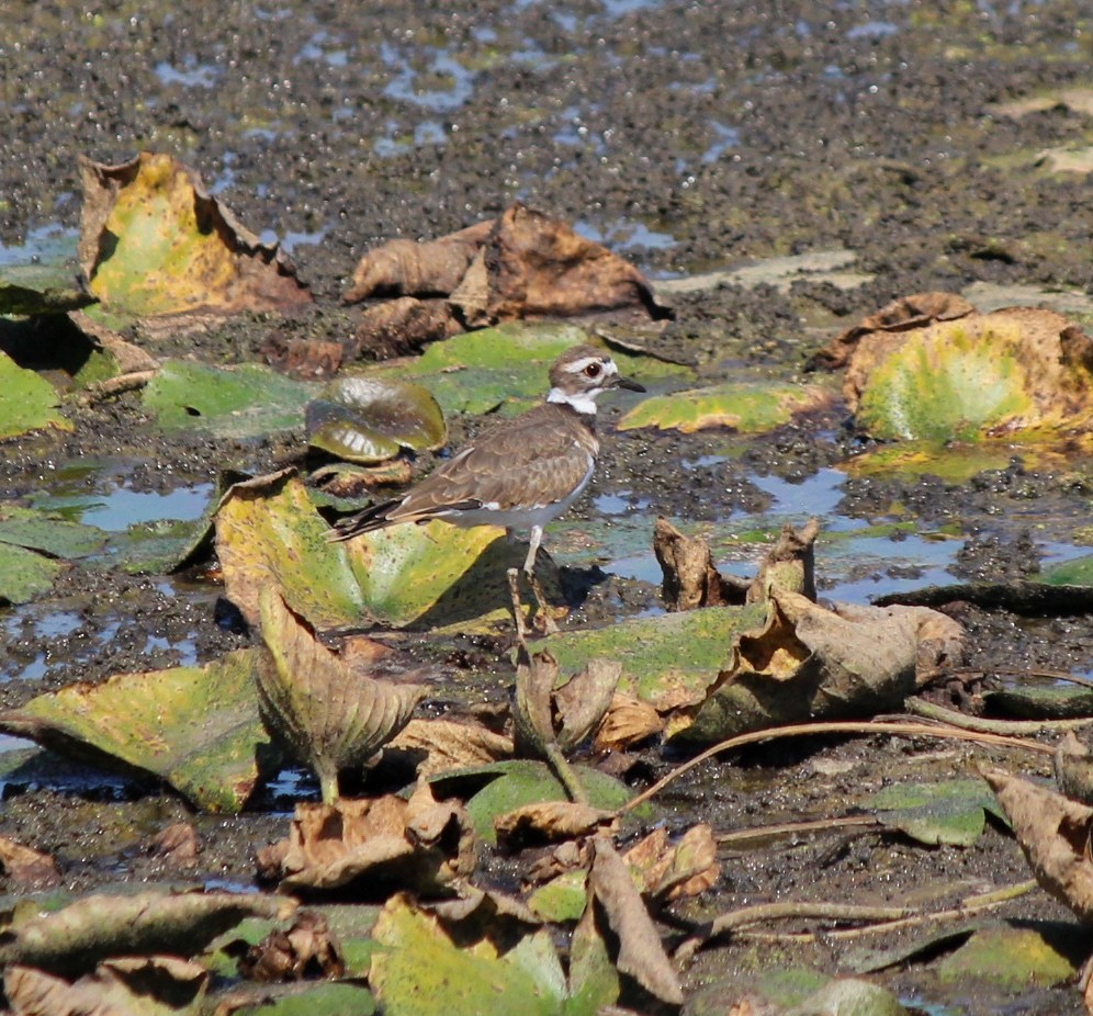 Killdeer - ML642182774