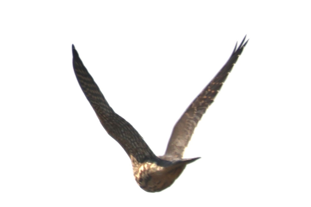 dvergfalk - ML642182792