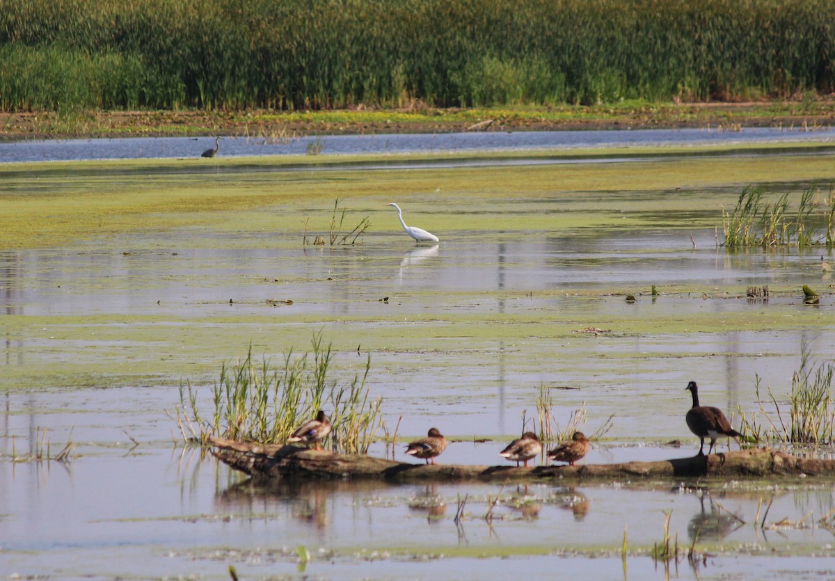 Great Egret - ML642182801