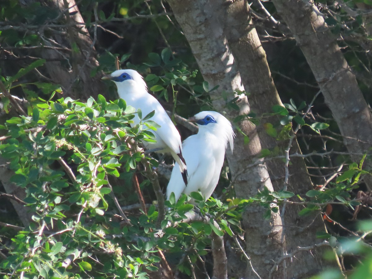 Bali Myna - ML642182813