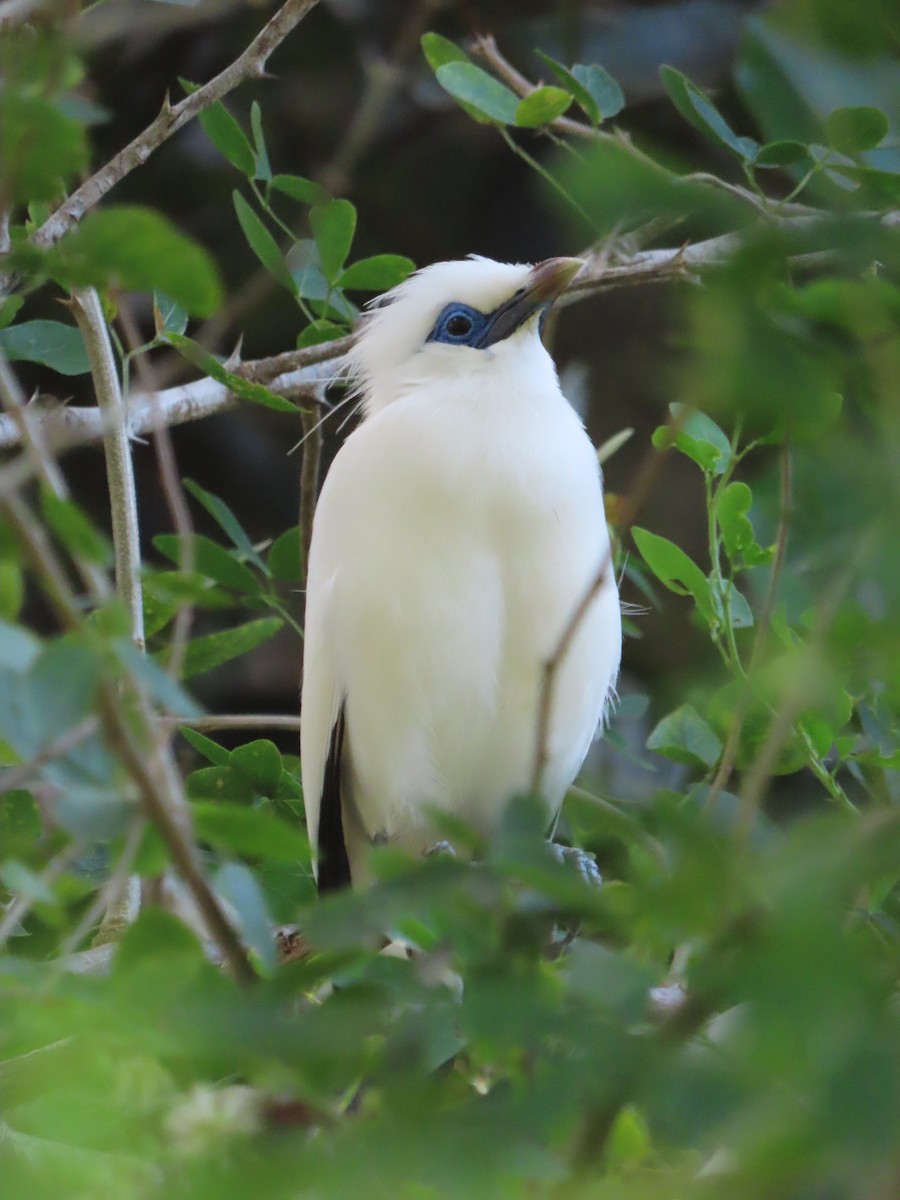 Bali Myna - ML642182815