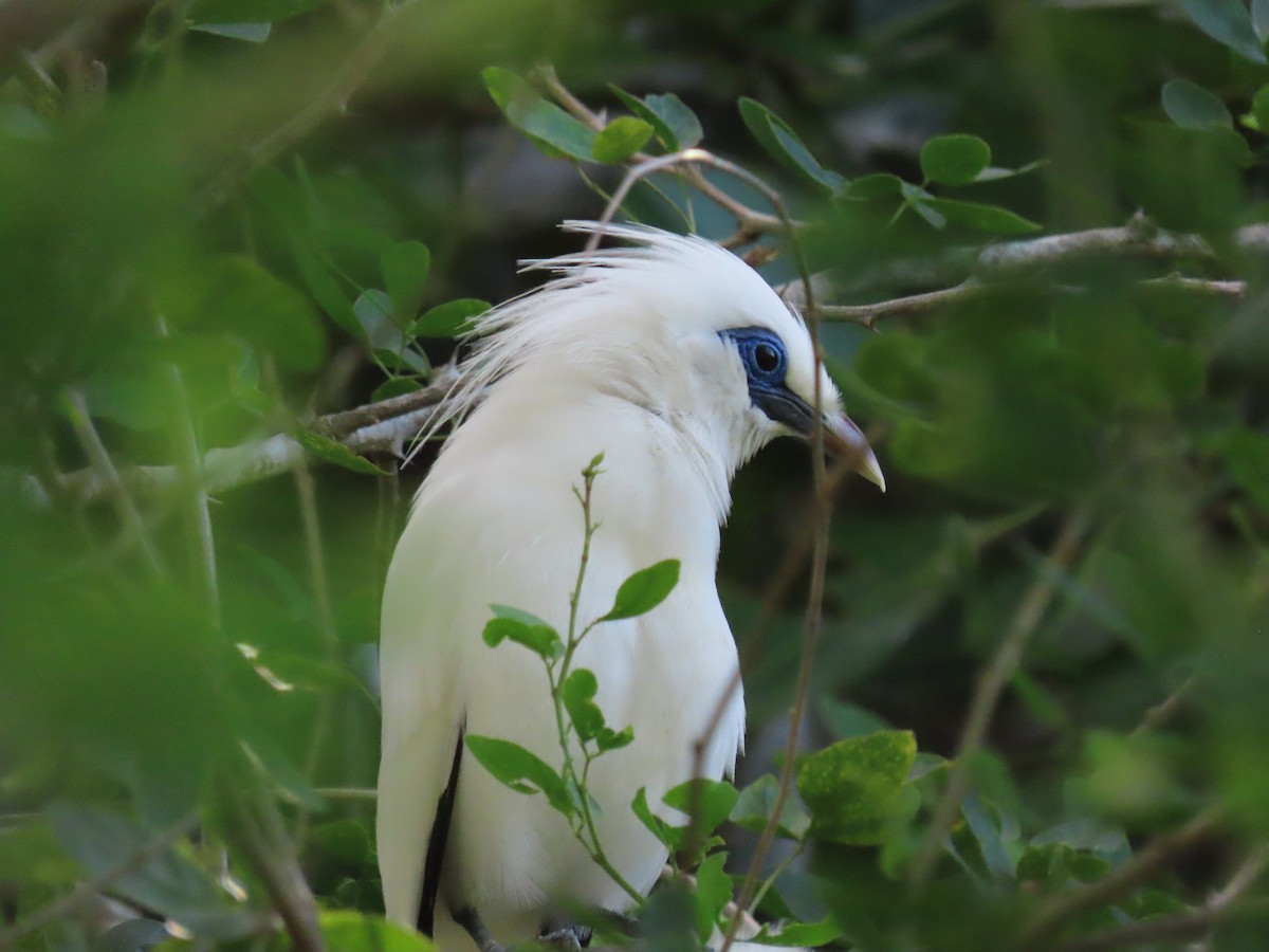 Bali Myna - ML642182818