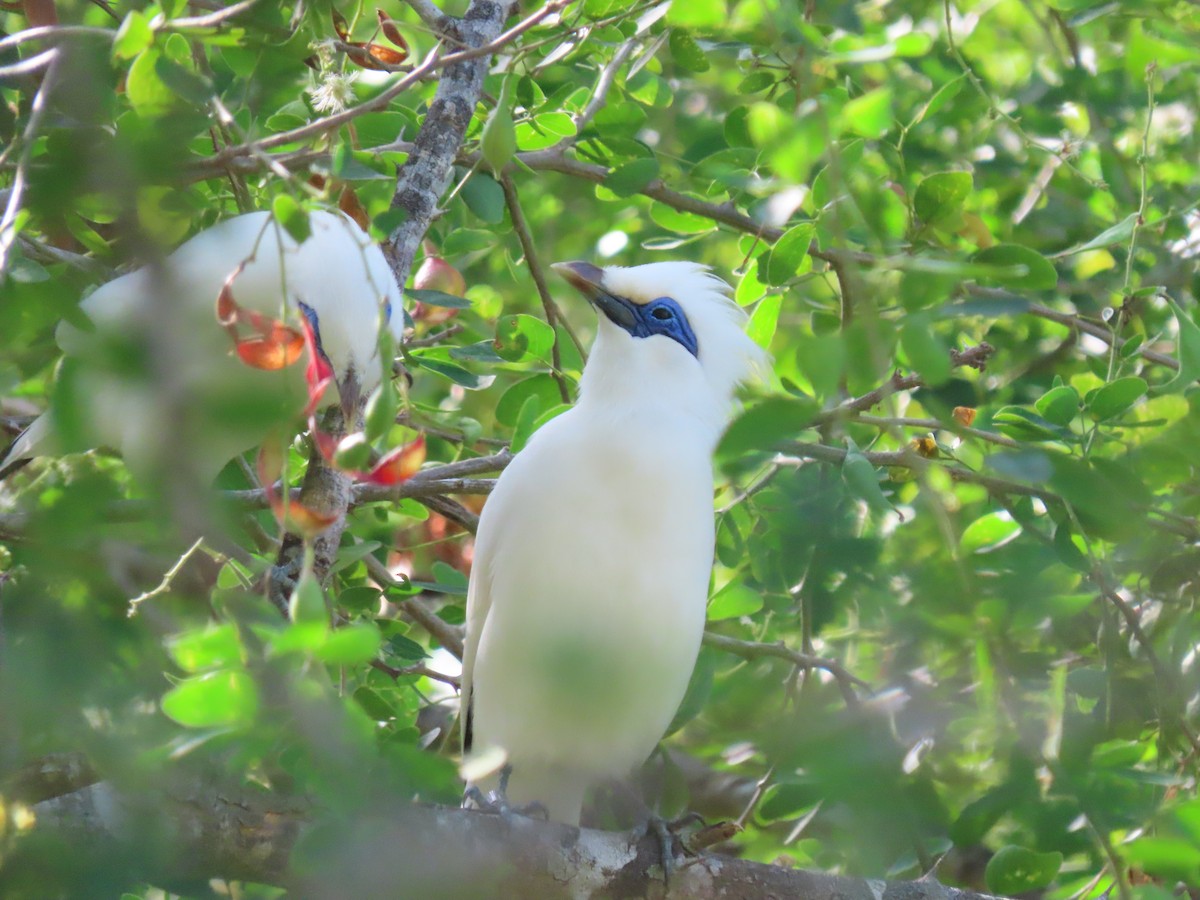 Bali Myna - ML642182820