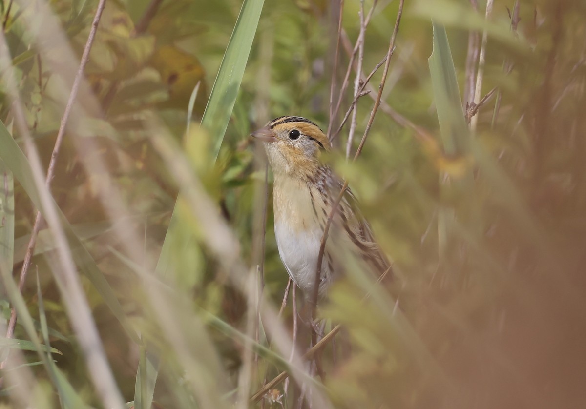 LeConte's Sparrow - ML642182856