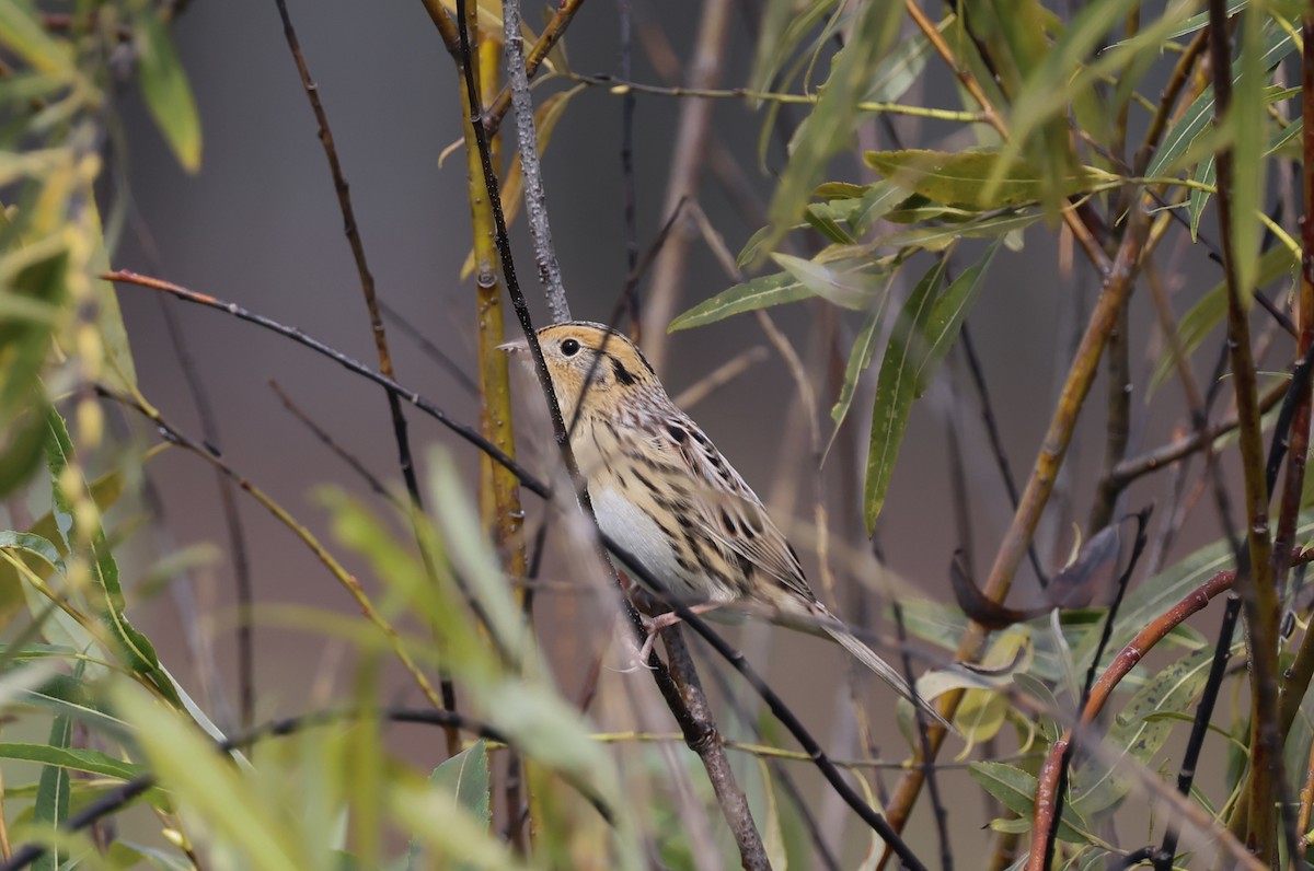 LeConte's Sparrow - ML642182857