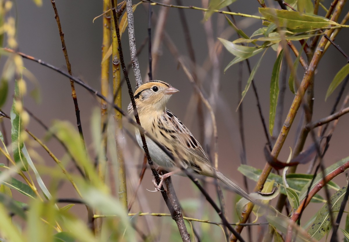 LeConte's Sparrow - ML642182858