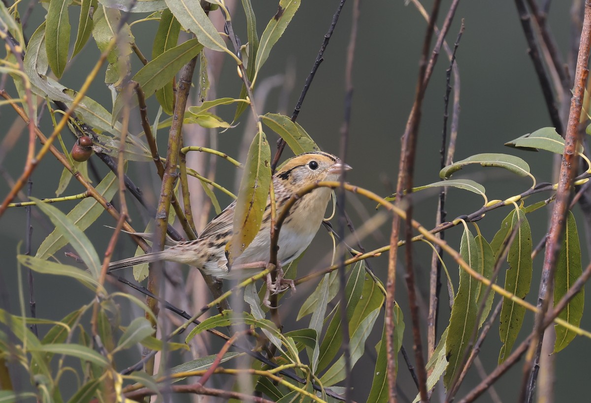 LeConte's Sparrow - ML642182859