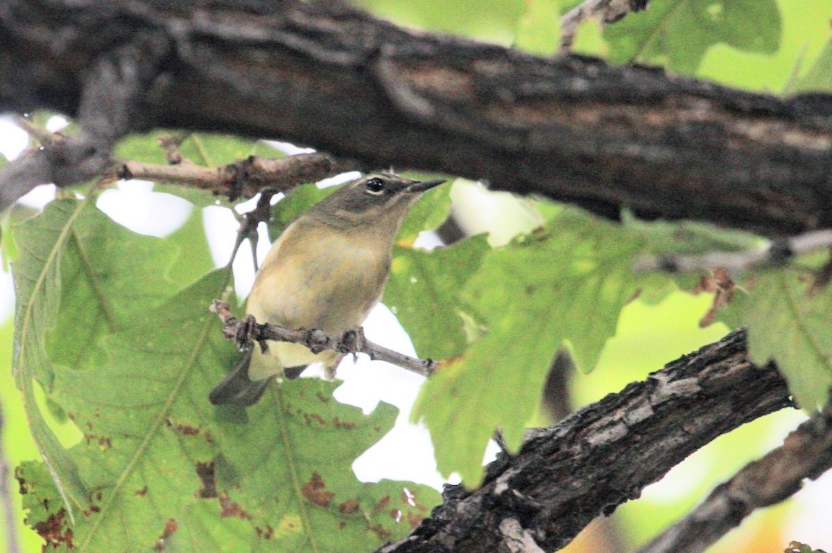 Black-throated Blue Warbler - ML642182865