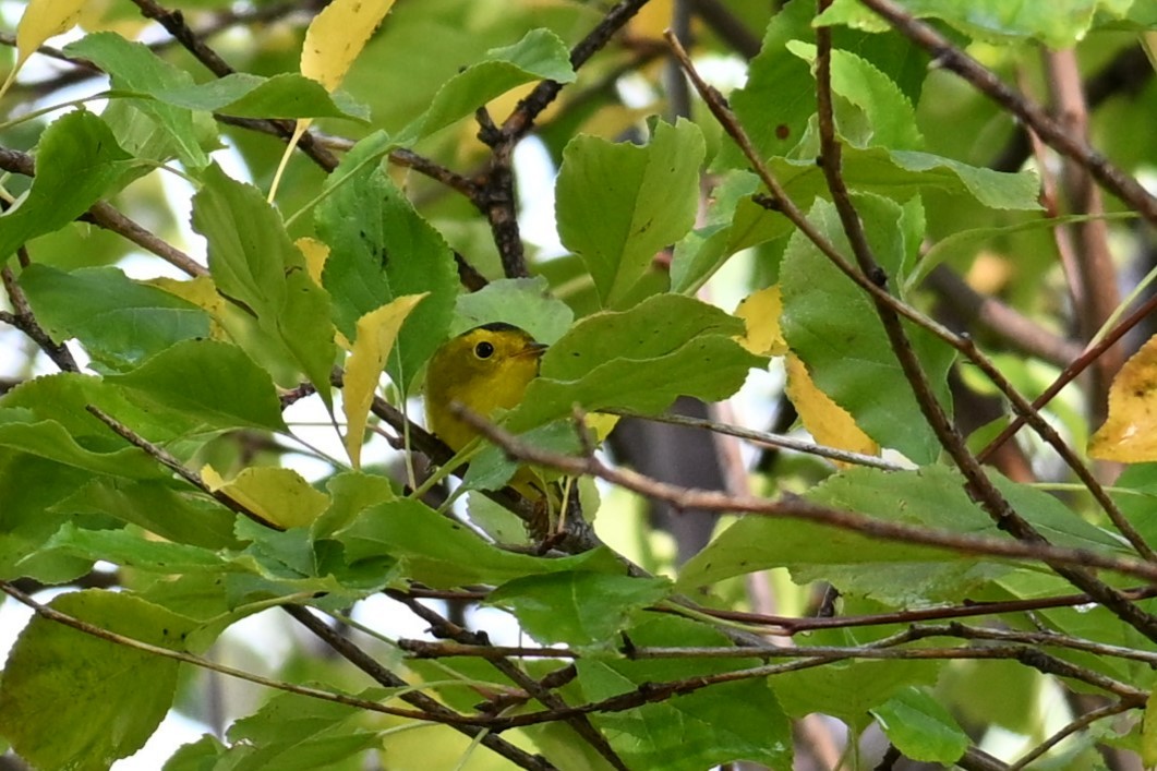 kalottparula - ML642182868