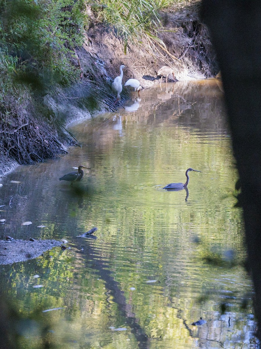 Tricolored Heron - ML642182905