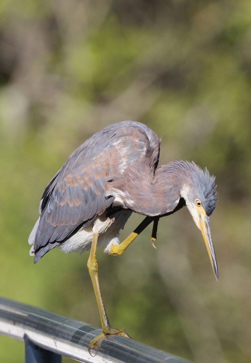 Tricolored Heron - ML642182906