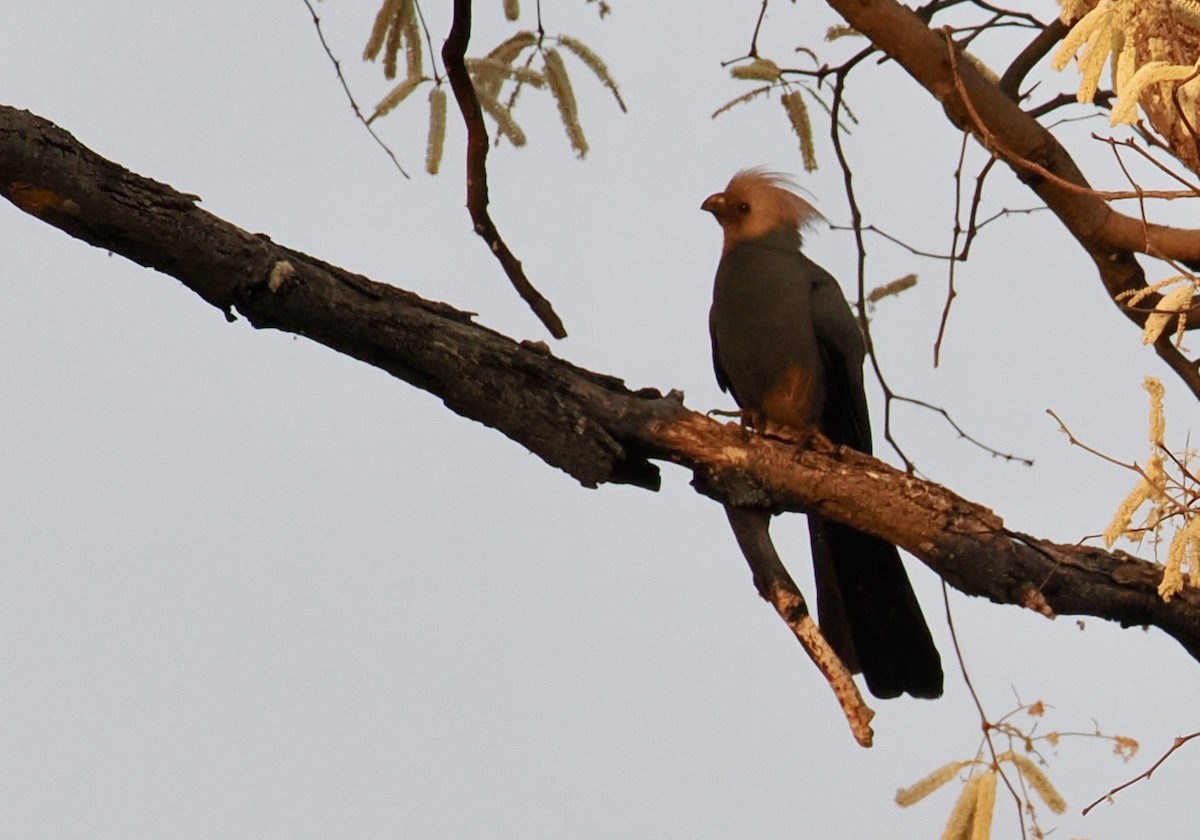 Gray Go-away-bird - ML642182907