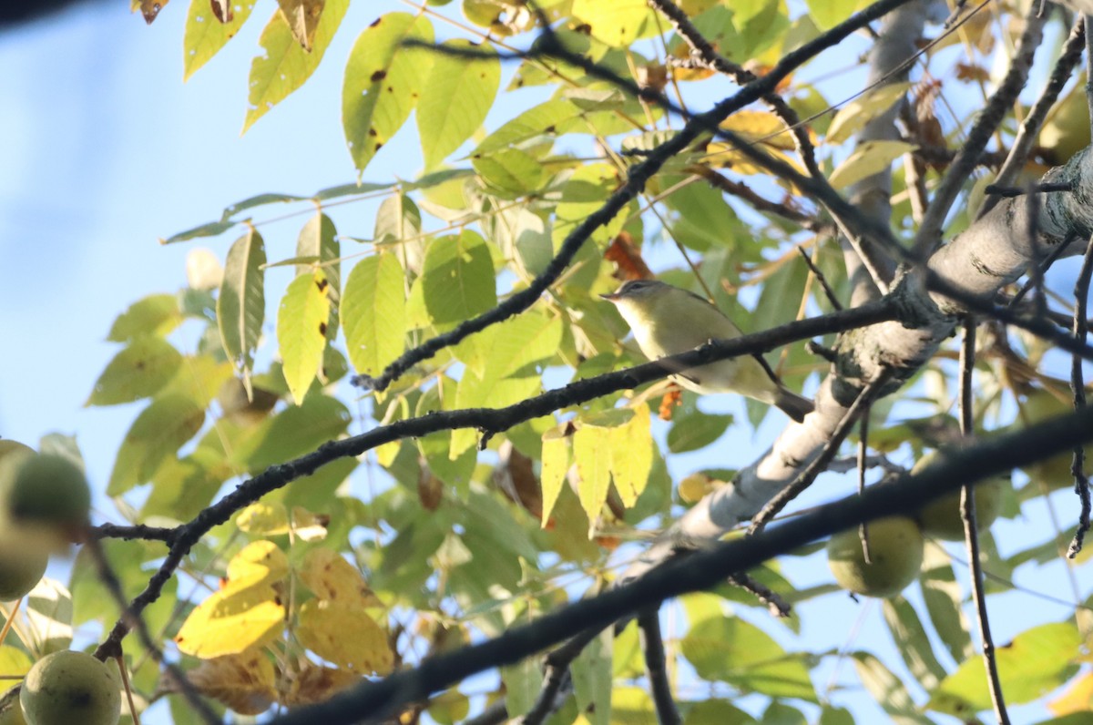 Philadelphia Vireo - ML642182908