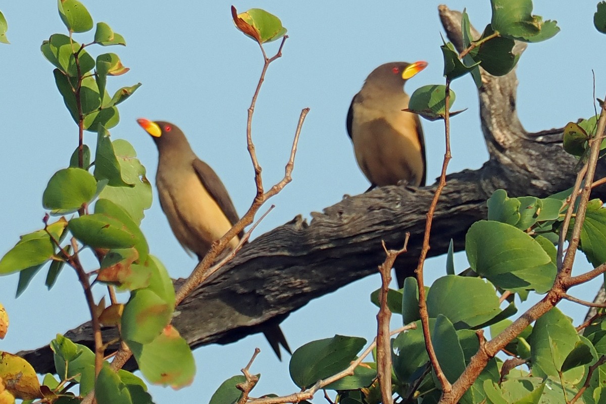 Yellow-billed Oxpecker - ML642182909