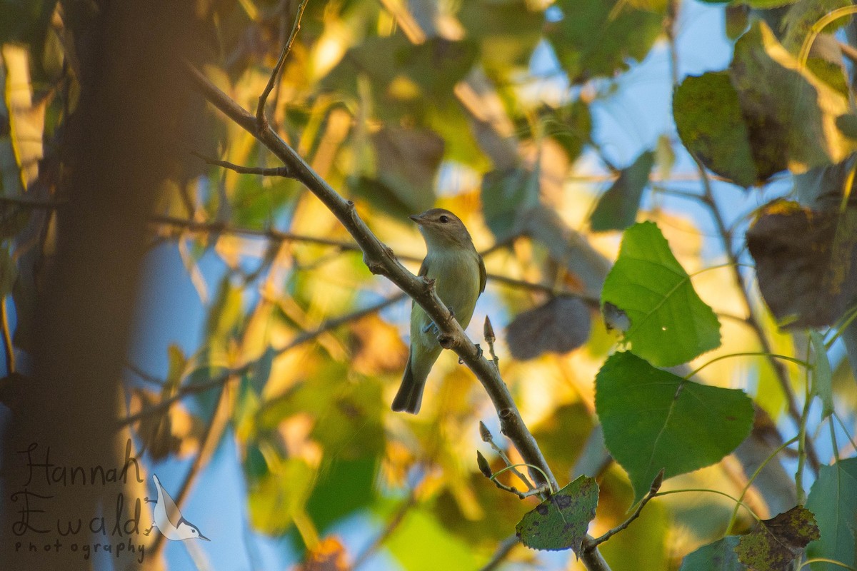 Warbling Vireo - ML642182910