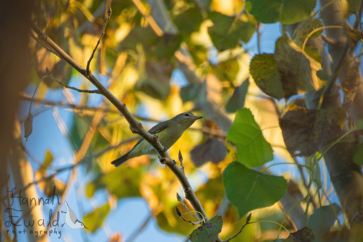 Warbling Vireo - ML642182911