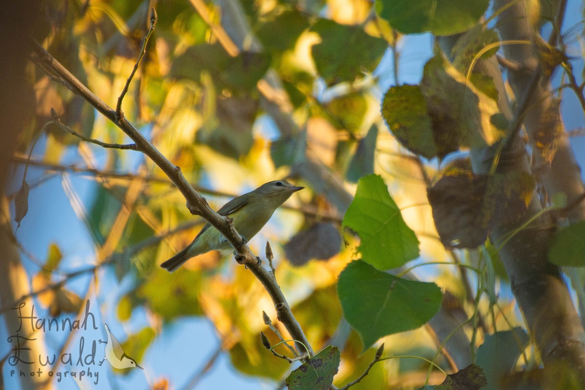 Warbling Vireo - ML642182912