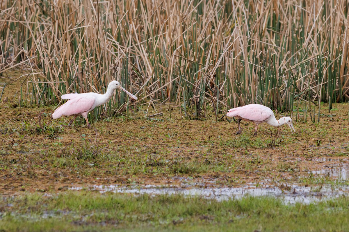Roseate Spoonbill - ML642182913