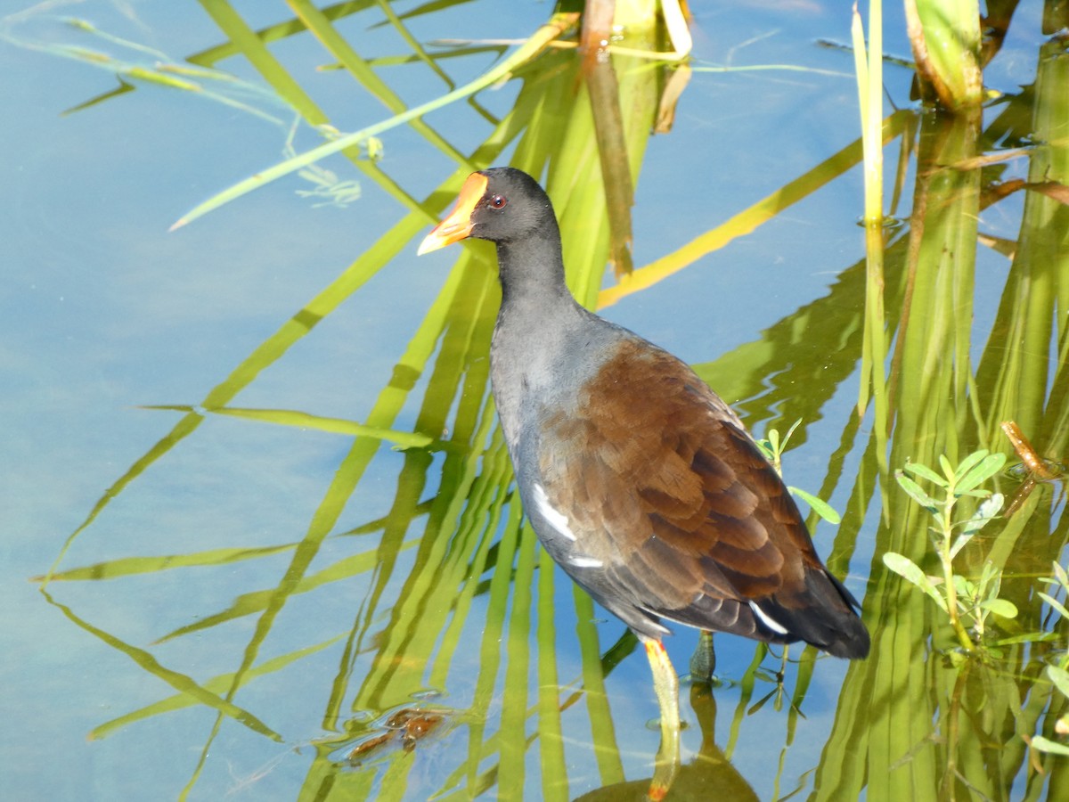 Common Gallinule (American) - ML642182914