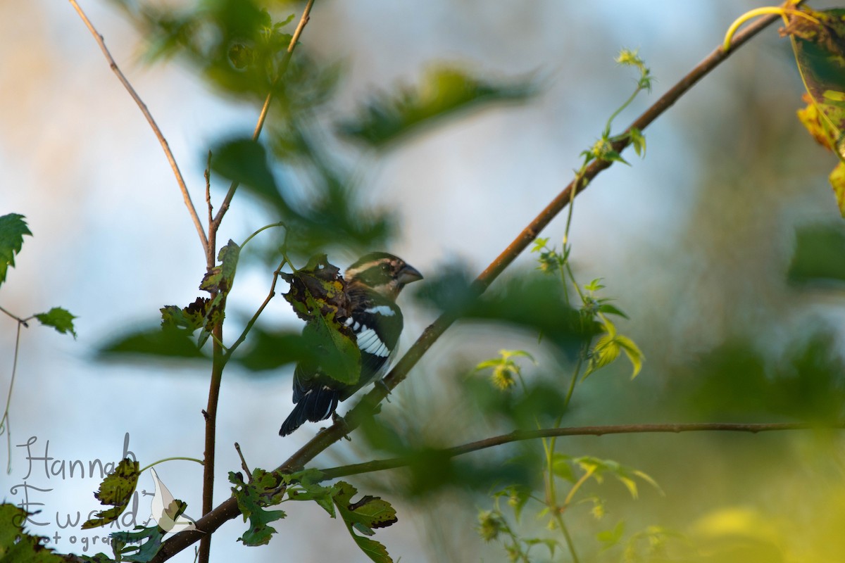 Rose-breasted Grosbeak - ML642182915