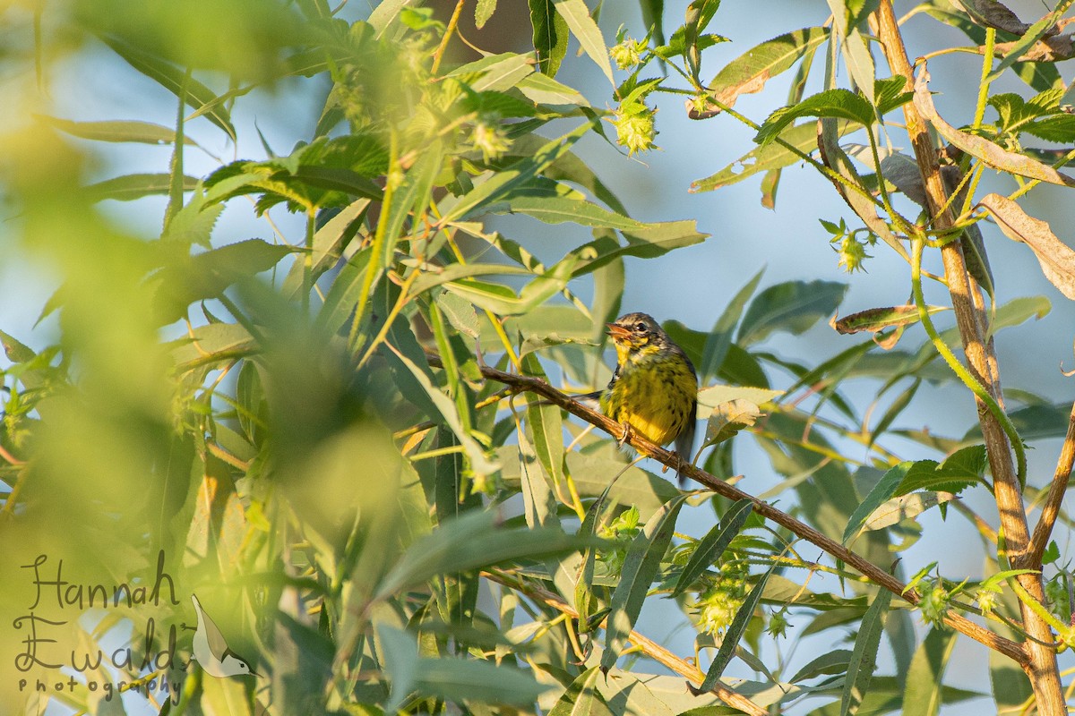 Magnolia Warbler - ML642182919