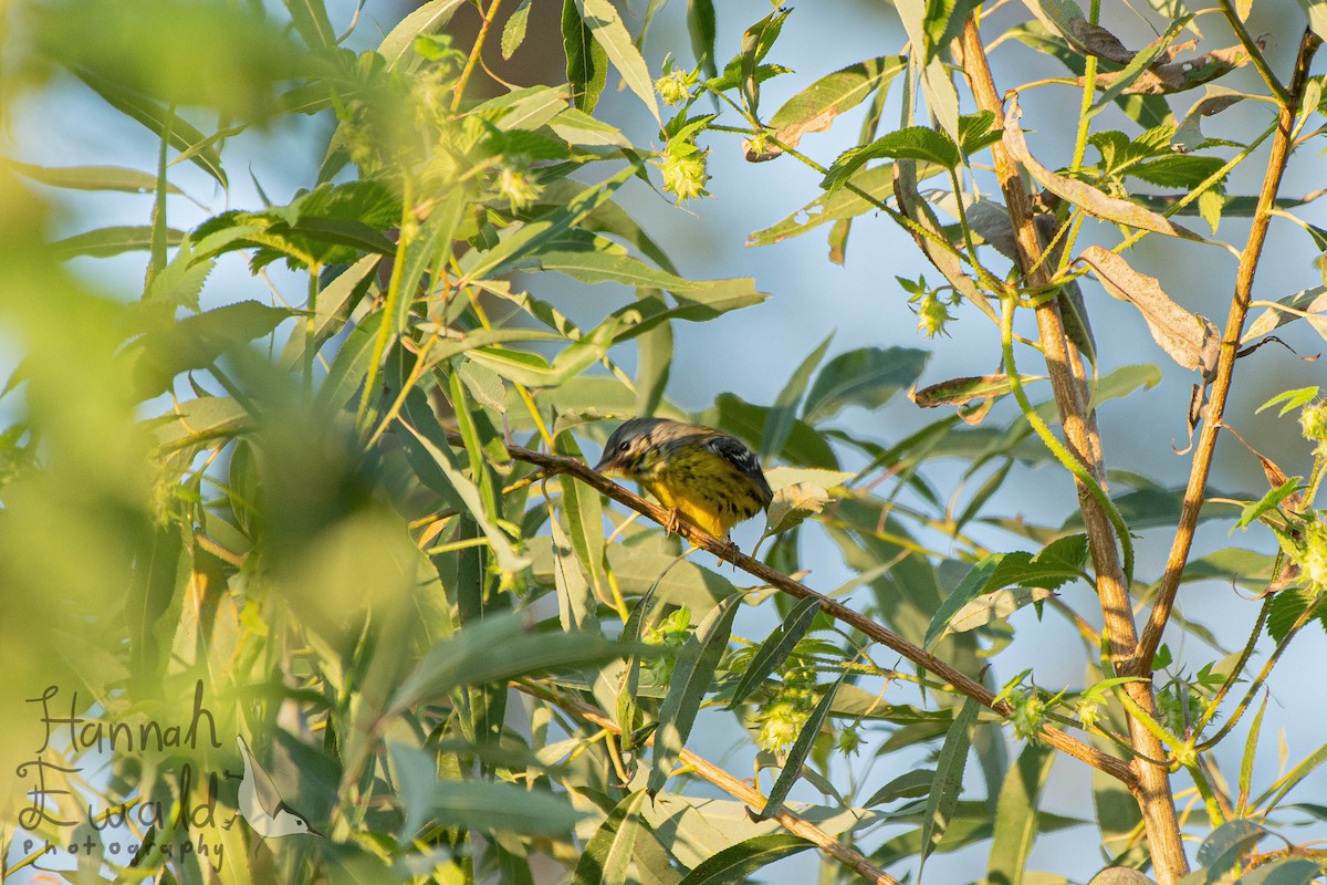 Magnolia Warbler - ML642182920