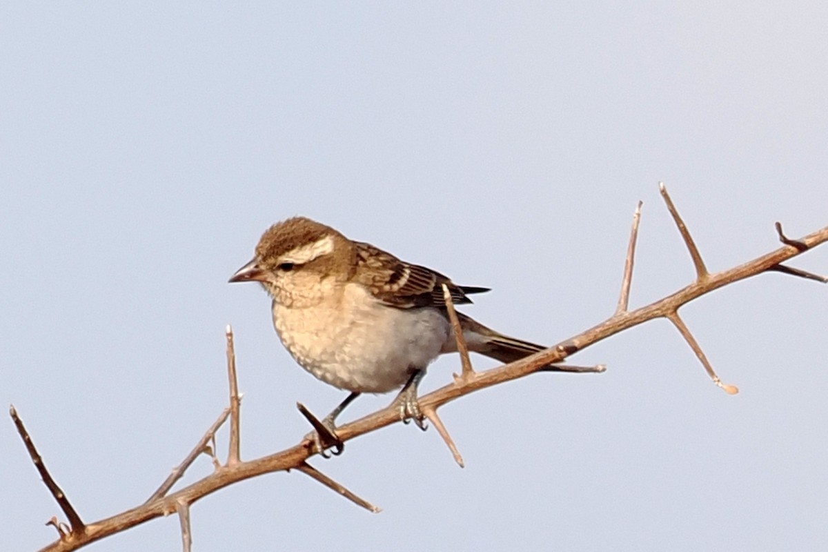 Yellow-throated Bush Sparrow - ML642182921