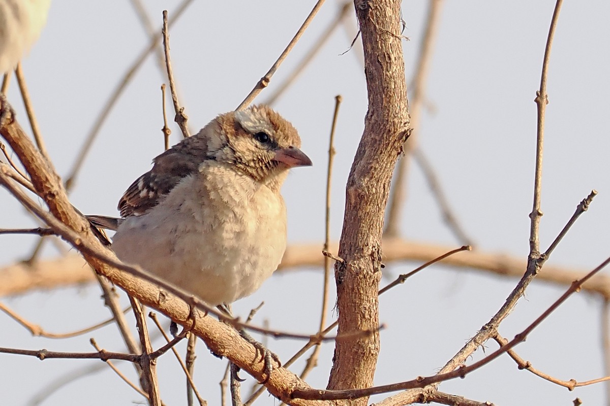 Yellow-throated Bush Sparrow - ML642182922