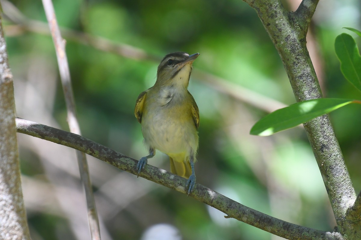 Black-whiskered Vireo - ML642182923