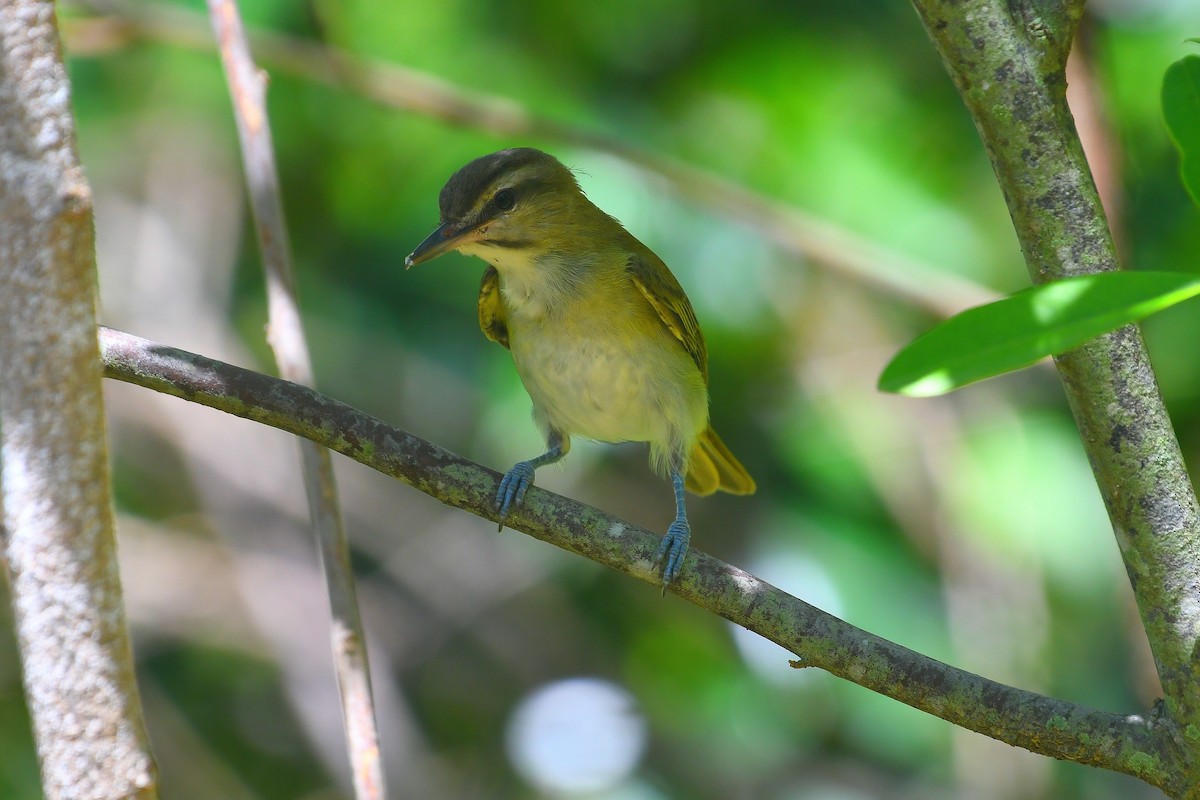Black-whiskered Vireo - ML642182924