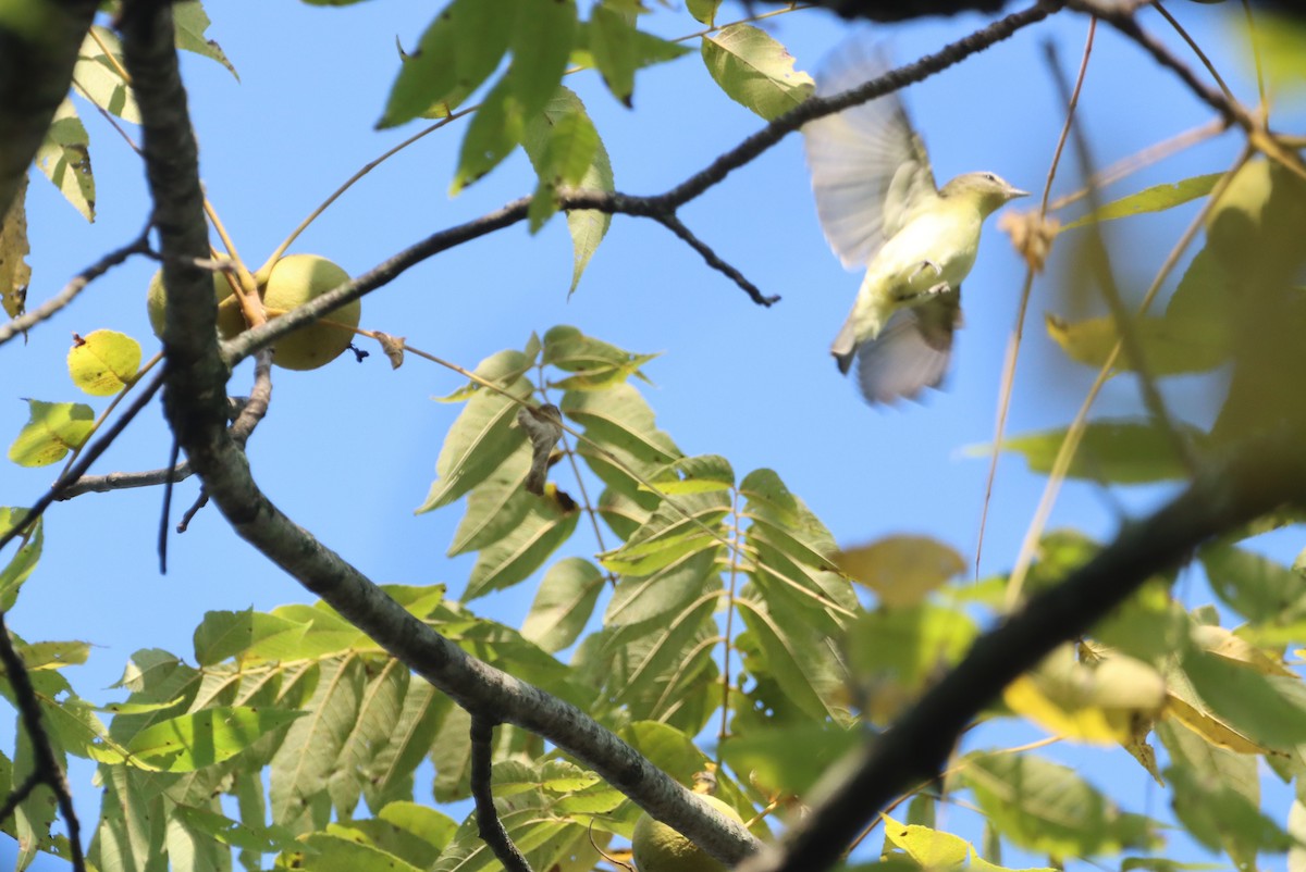 Philadelphia Vireo - ML642182925