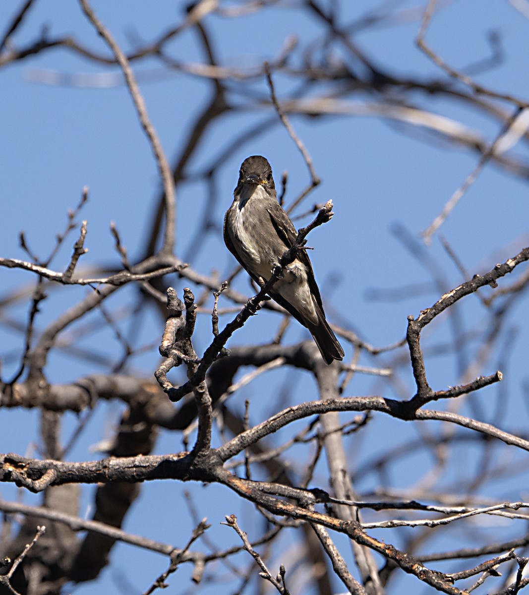Olive-sided Flycatcher - ML642182926