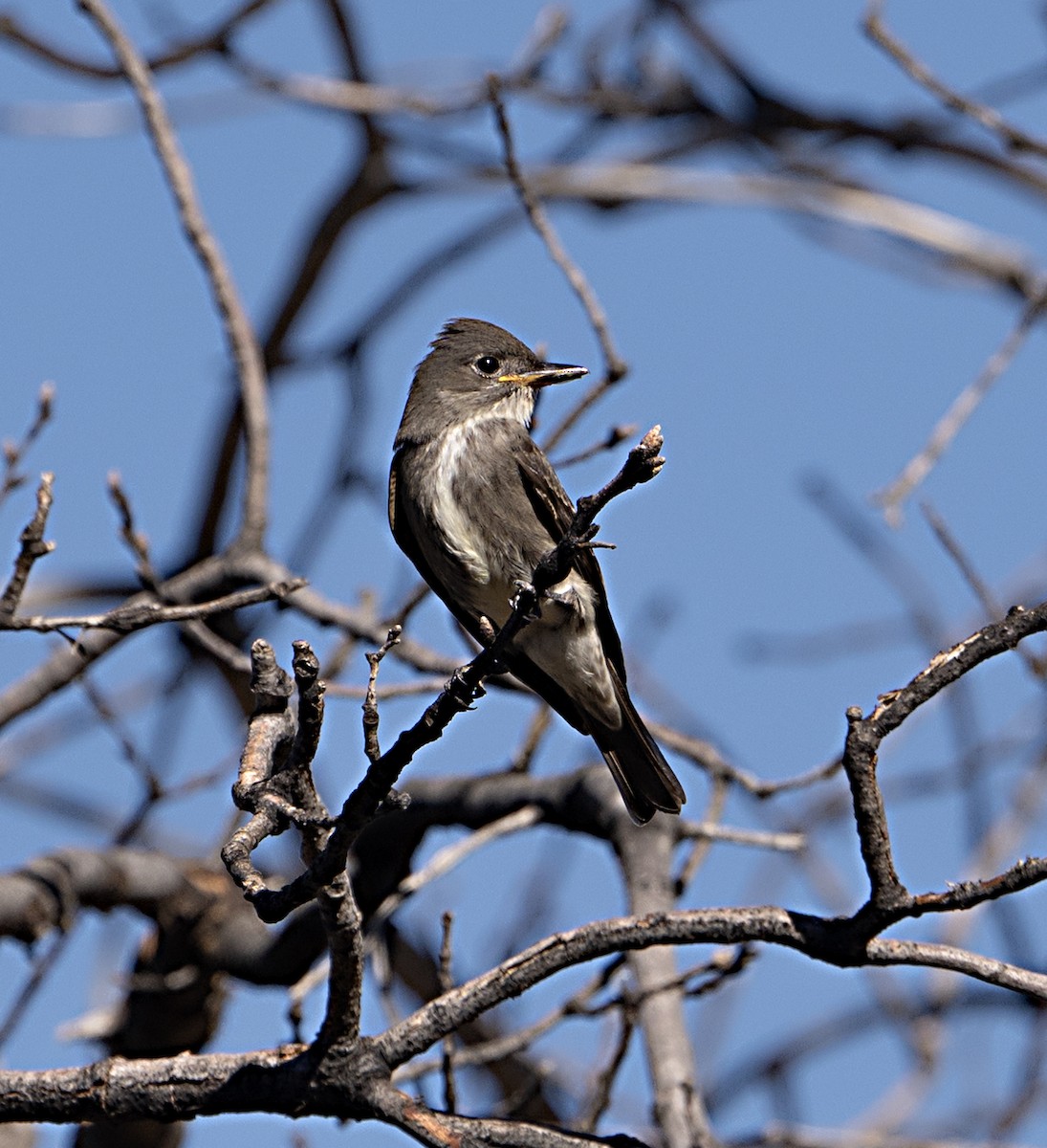 Olive-sided Flycatcher - ML642182927