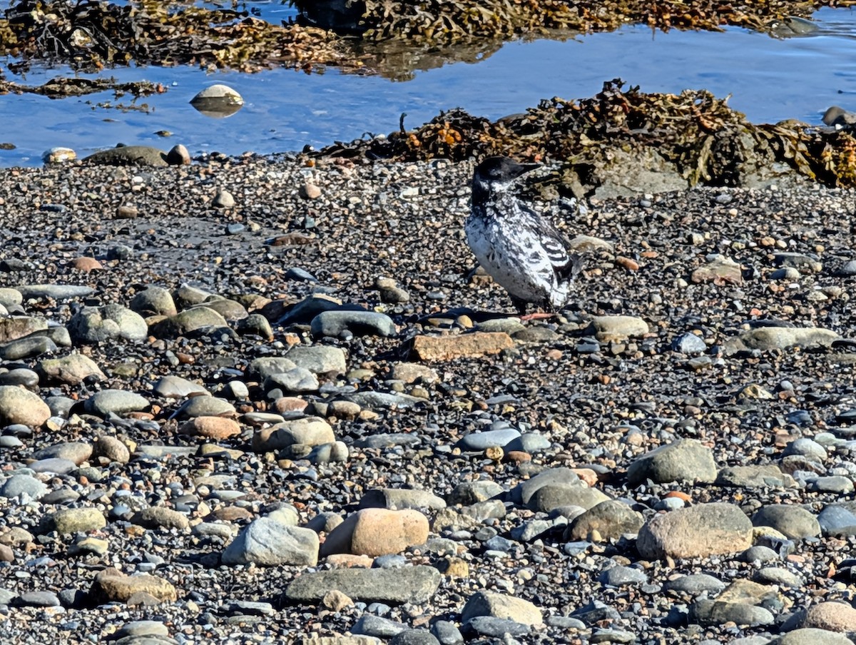 Black Guillemot - ML642182930