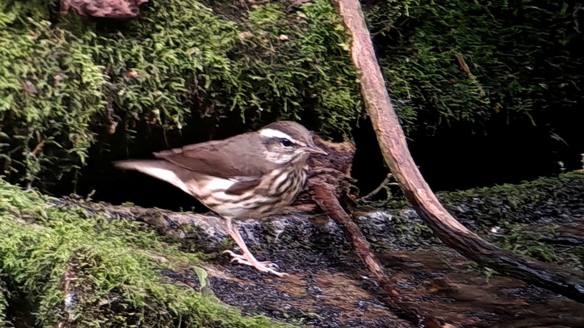 Louisiana Waterthrush - ML642182931