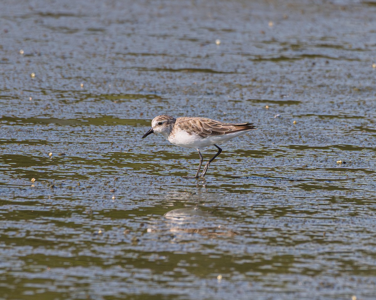 Semipalmated Sandpiper - ML642182932