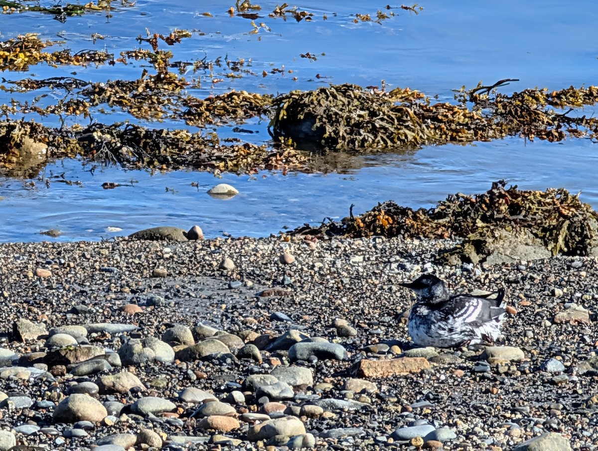 Black Guillemot - ML642182934