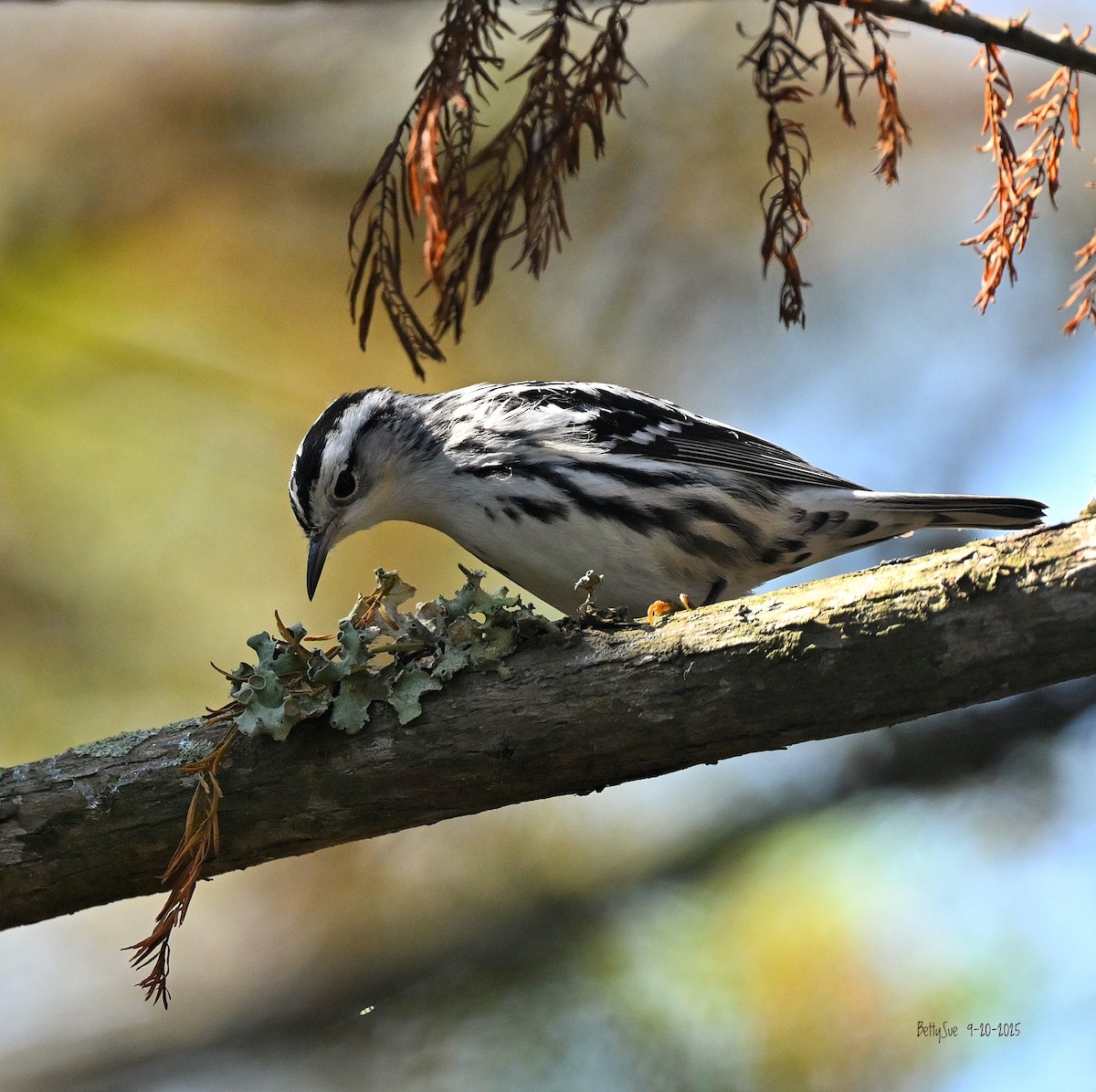 lesňáček černobílý - ML642182953