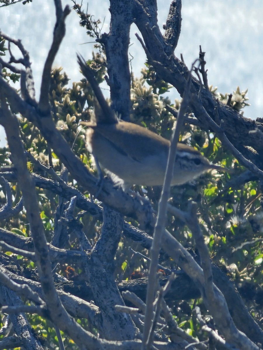 Bewick's Wren - ML642182972