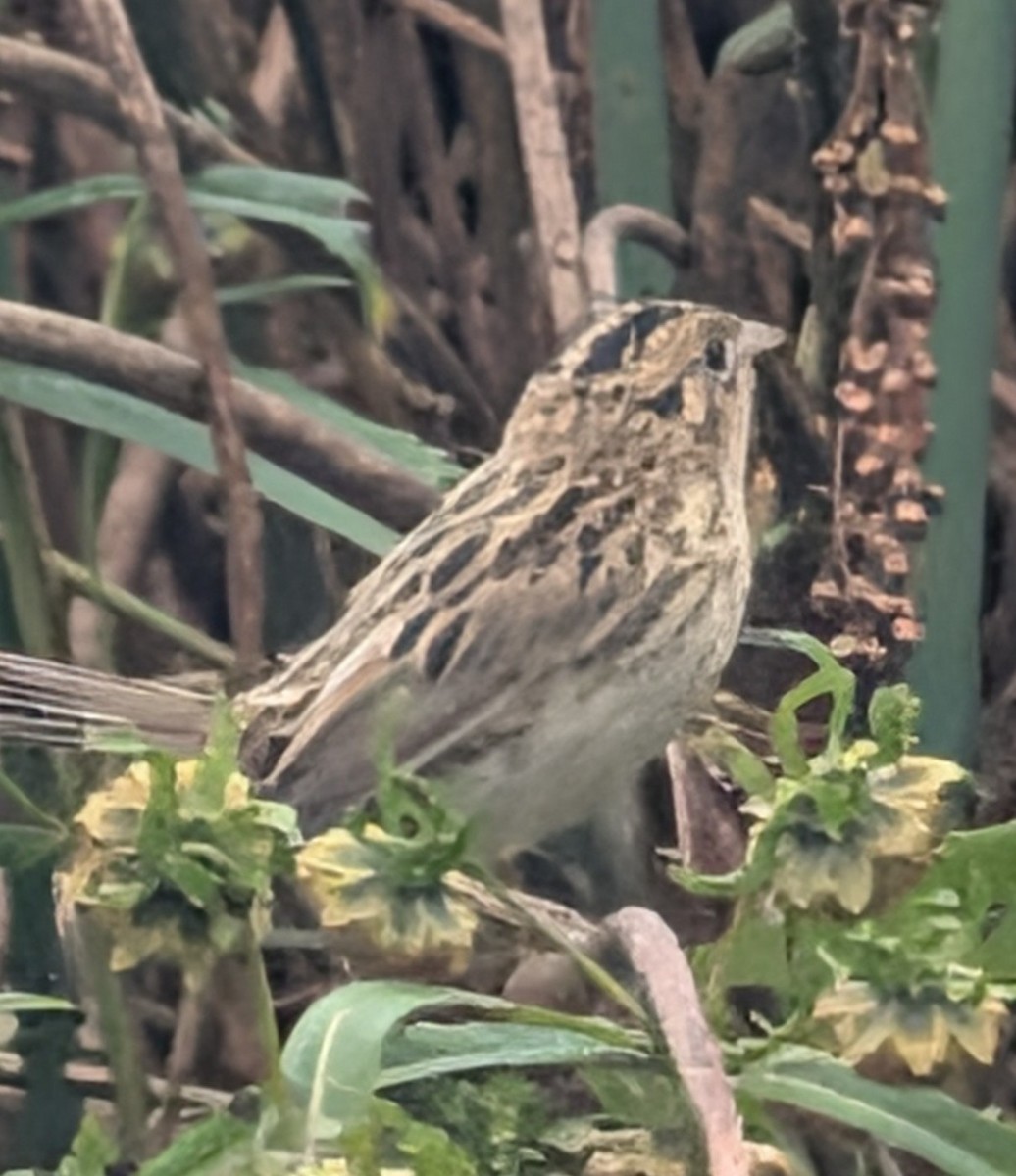 LeConte's Sparrow - ML642182974