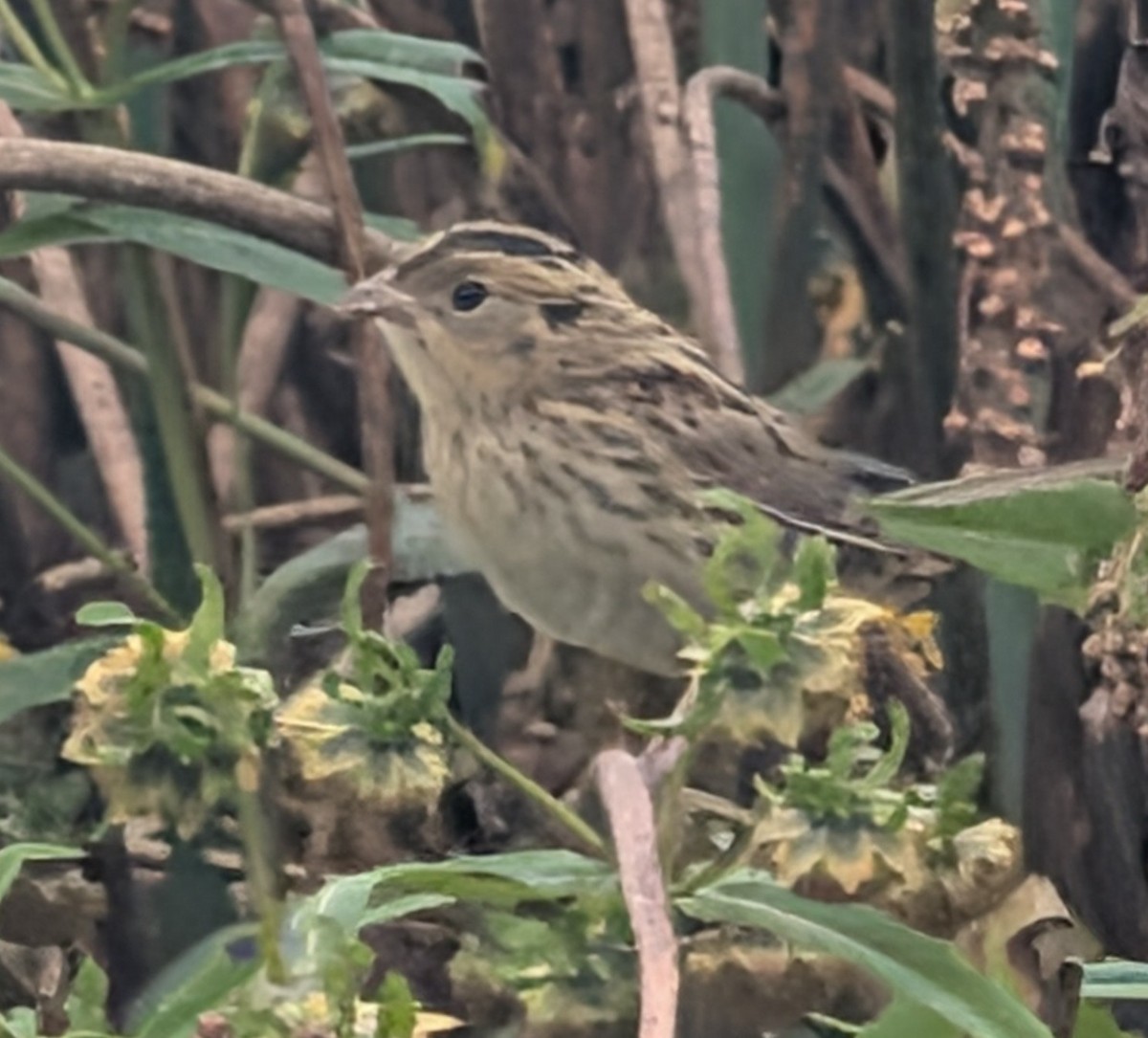 LeConte's Sparrow - ML642182975