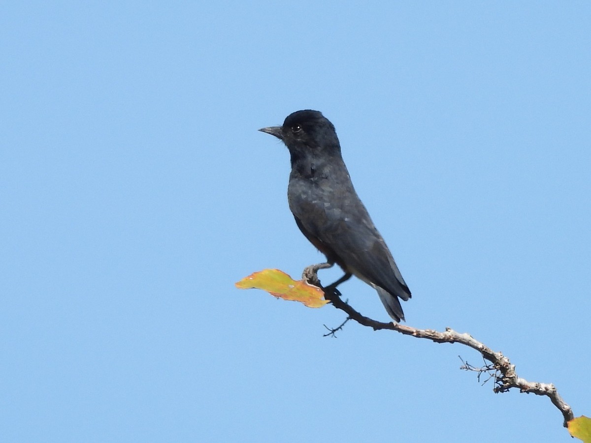 Swallow-winged Puffbird - ML642182985