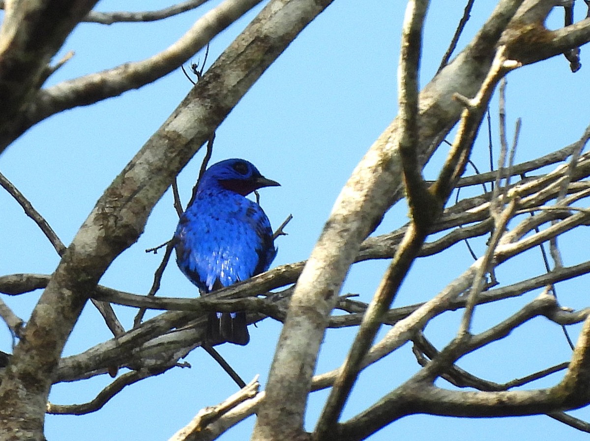 Purple-breasted Cotinga - ML642182990