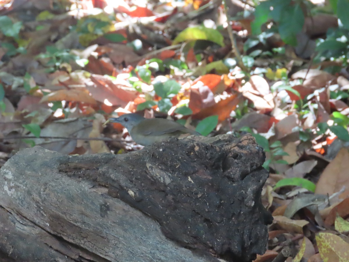 Horsfield's Babbler - ML642182999
