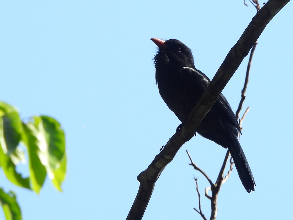 Black Nunbird - ML642183016